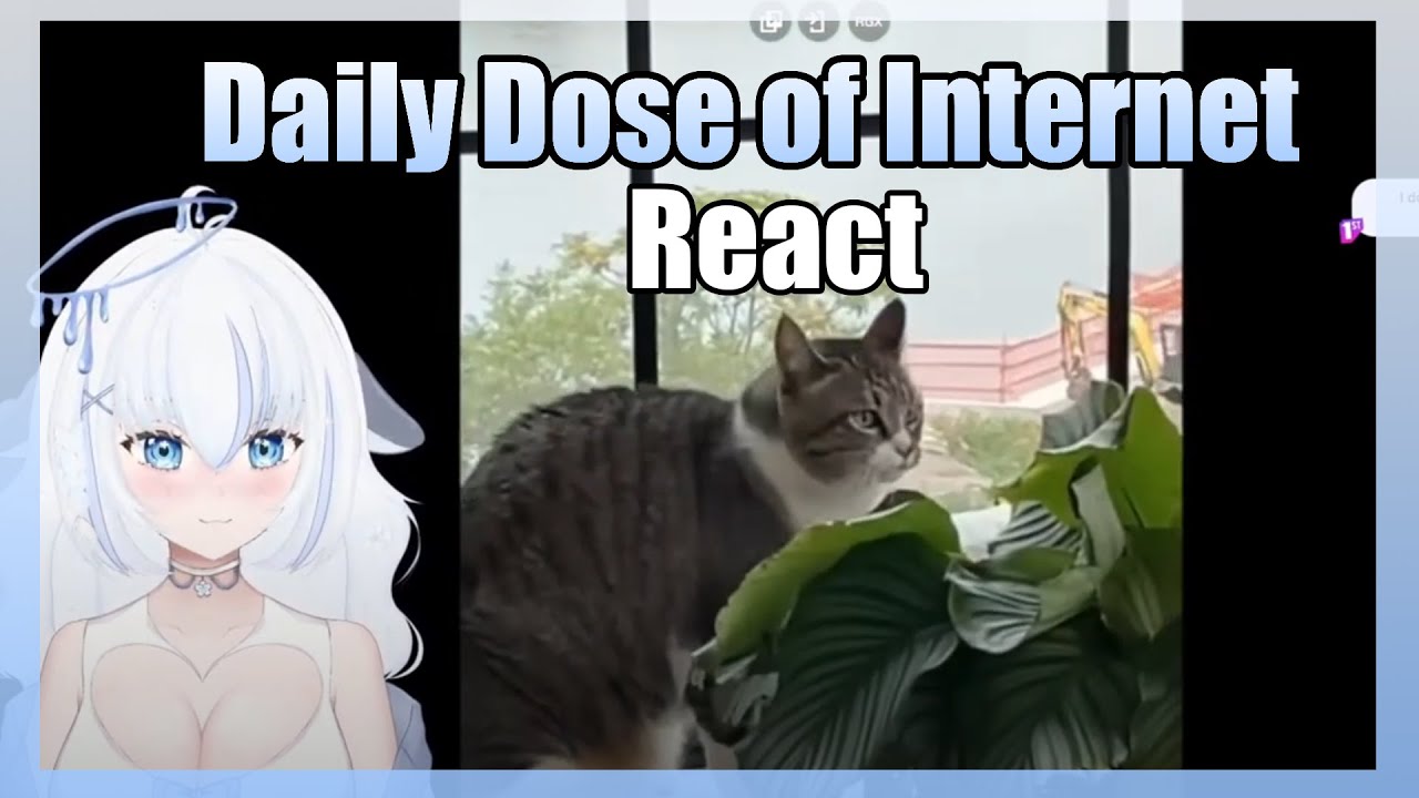 KITSU REACTS TO DAILY DOSE OF INTERNET | #1