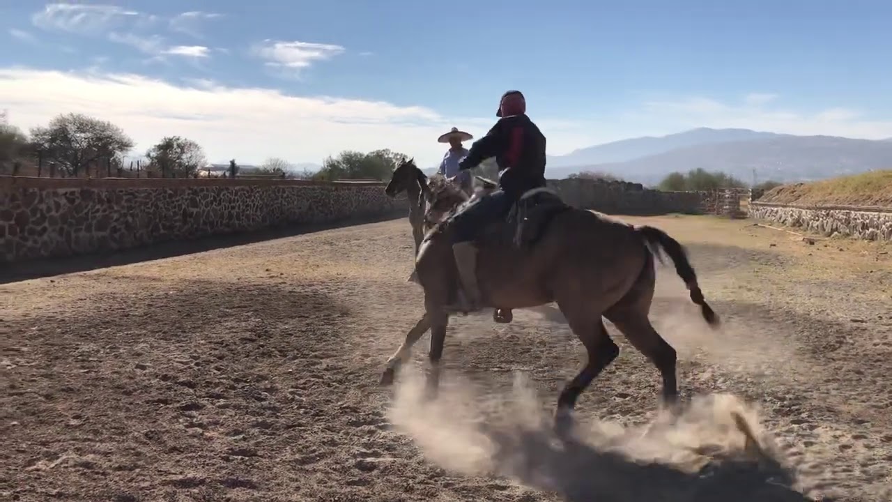 Ejercicios para lados y medios lados en caballos terminados (1ra parte)