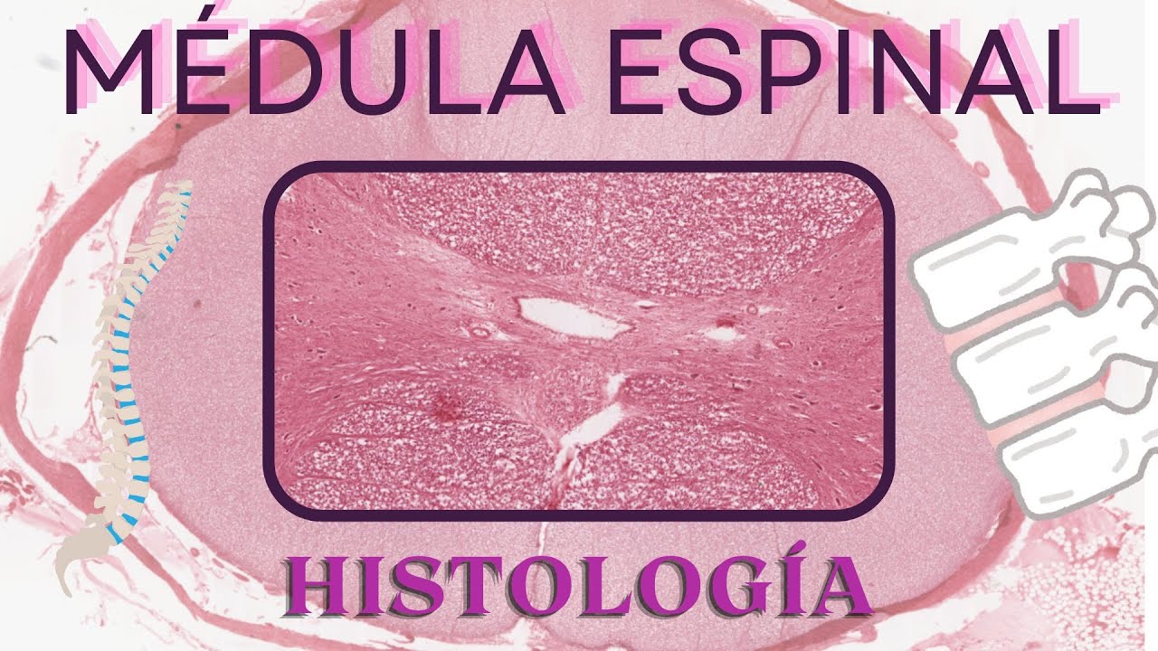 Histología de Médula