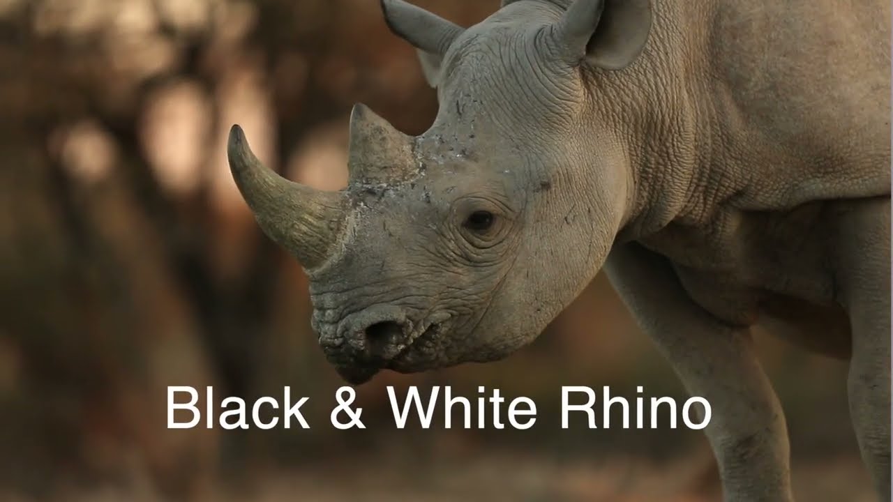 Follow The Tracks – Episode 1 - Rhino