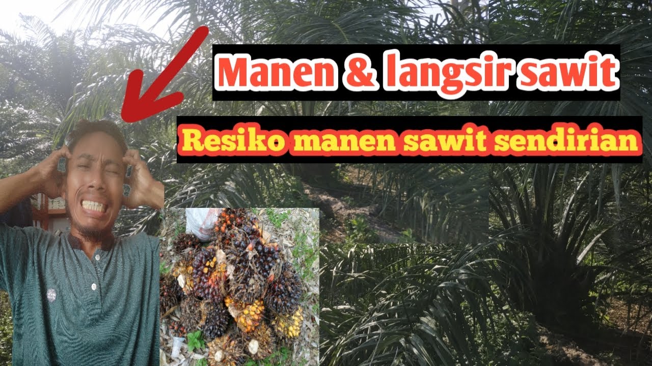 Resiko panen sawit sendirian di kebun kelapa sawit || Risk of harvesting palm fruit alone
