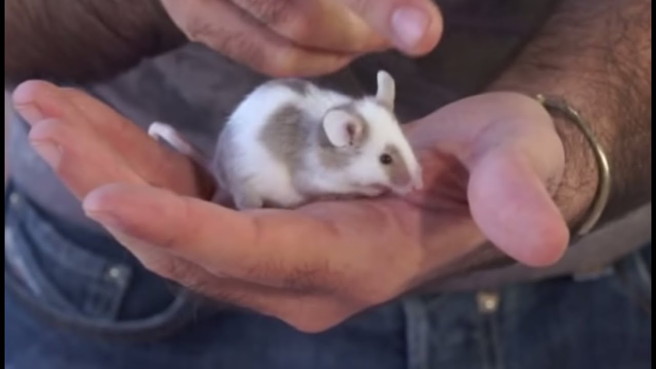 El ratón y otros animales con cola