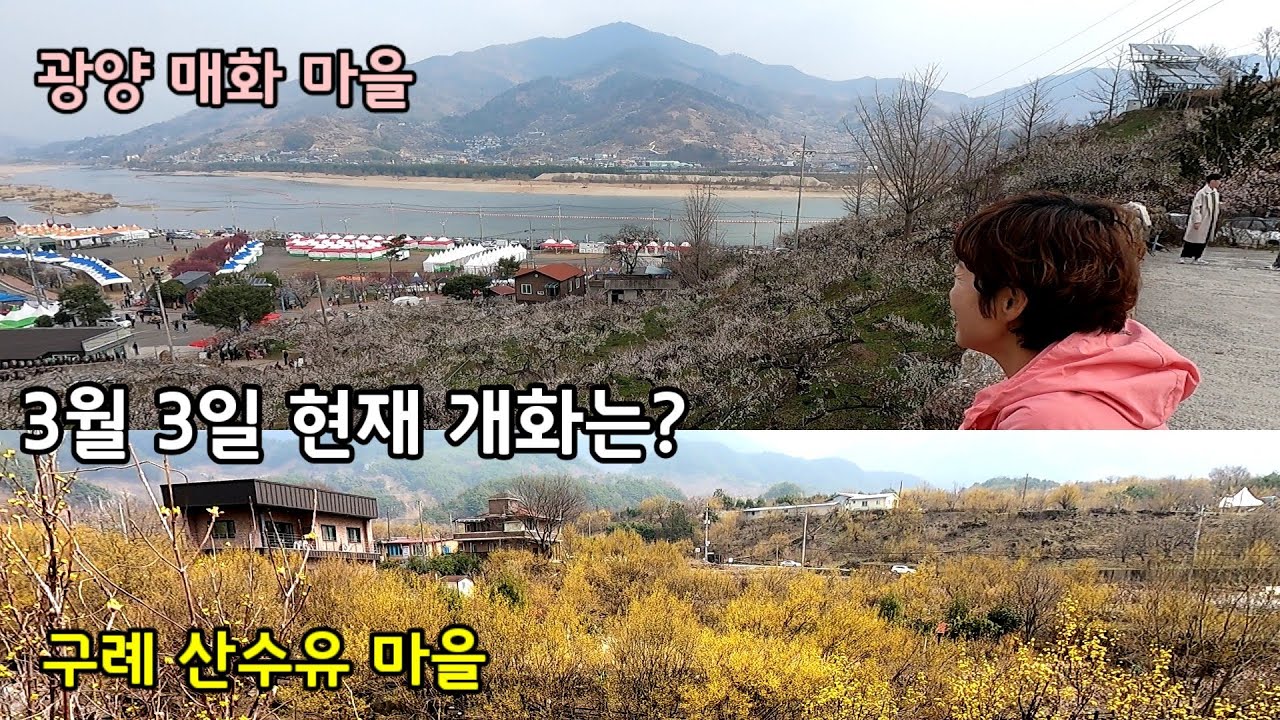 24년 3월 3일 /광양 매화마을 . 구례 산수유마을/개화 상태는?  봄기운  받으러 오세요~~