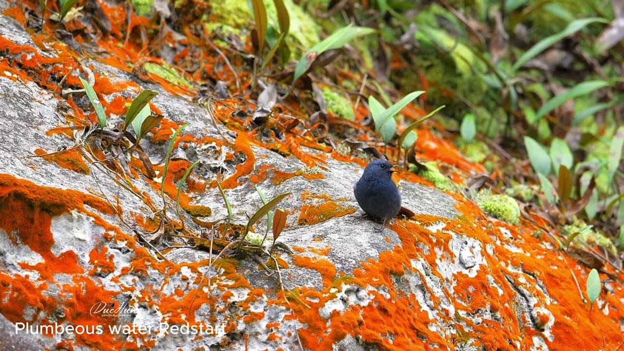 Plumbeous Water Redstart.