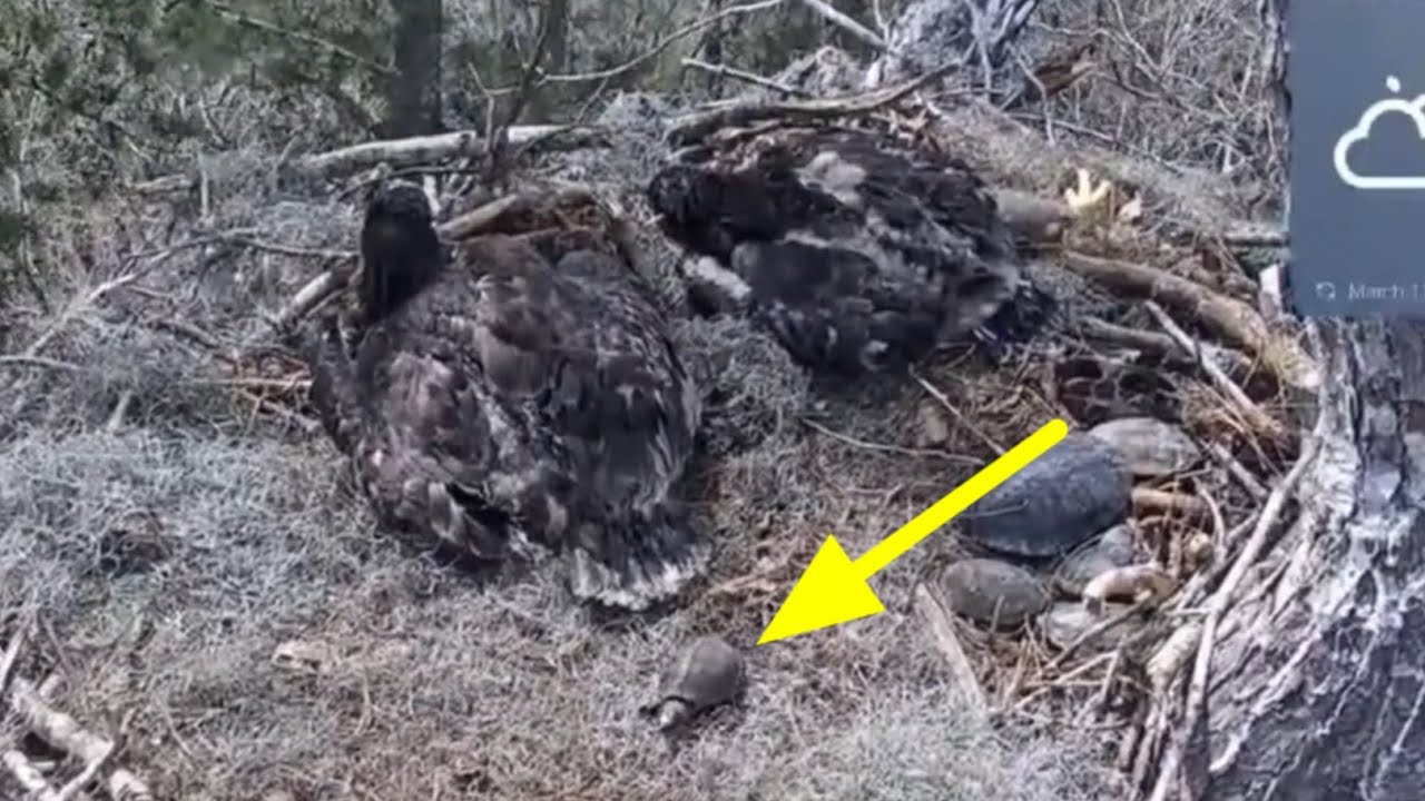 One more live turtle 🐢 in Eagle nest | Kisatchie National Forest E-1 | Mar 11, 26