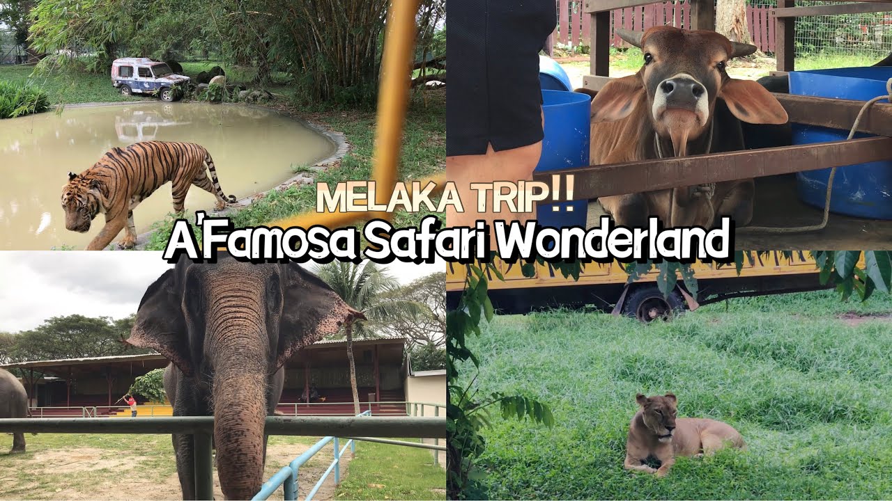 Melaka Trip Part 2 | A’FAMOSA SAFARI WONDERLAND | Best Zoo Experience Everrrr | duuduu’s travelogue