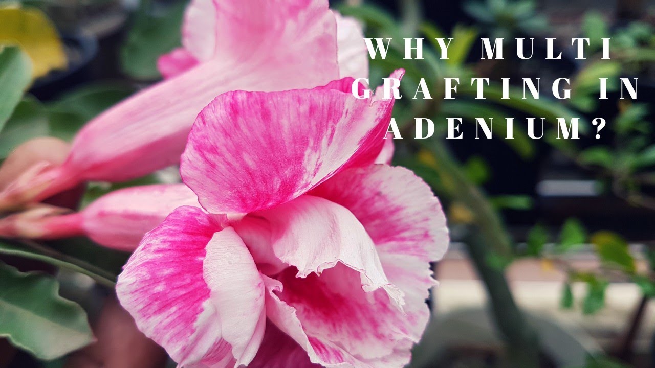 Benifits of MULTICOLOUR grafting in ADENIUM,क्यो करे अडेनियम प्लानट में MULTI GRAFTING ?