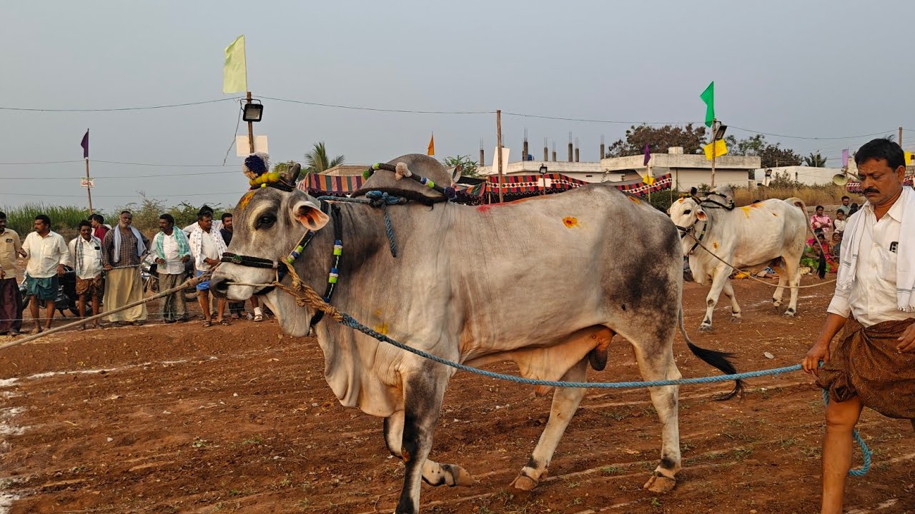 చింత్రియాల పూటి ప్రదర్శన 4వ జత కళ్ళం. బసివిరెడ్డి నాగిరెడ్డి గారు కళ్ళంవారిపాలెం గ్రామం 