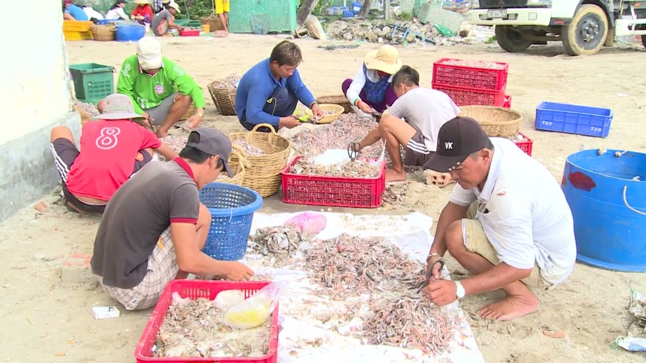 Lý Giải Của Người Dân Tại Sao Sống Chết Với Con Tôm Hùm | Nợ Nần Vẫn Nuôi Tôm Hùm | Phú Yên Ký Sự