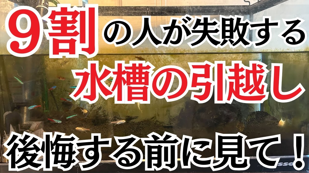 【９割が後悔】水槽の引越しで失敗するのはこれを知らないからです