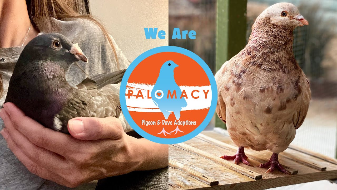 We Are Palomacy