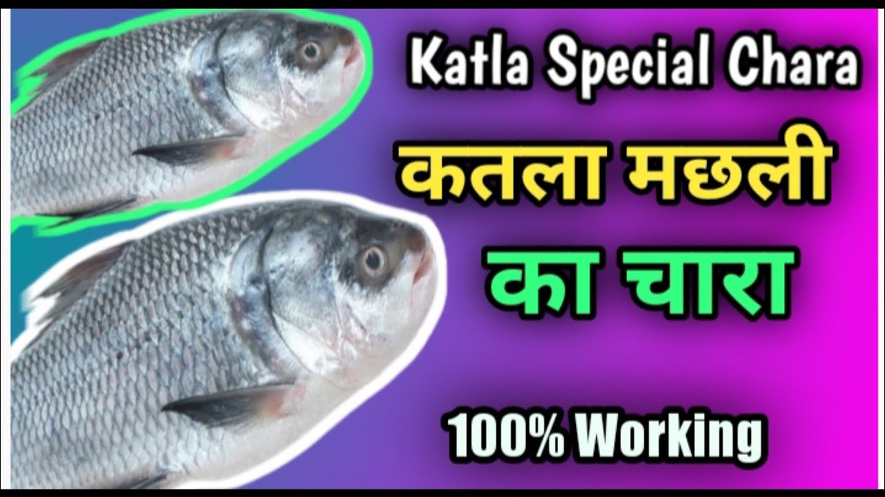 कतला मछली का चारा || Katla fishing Bait|| Katla pakadne ka chara|| @ST Fishing ||