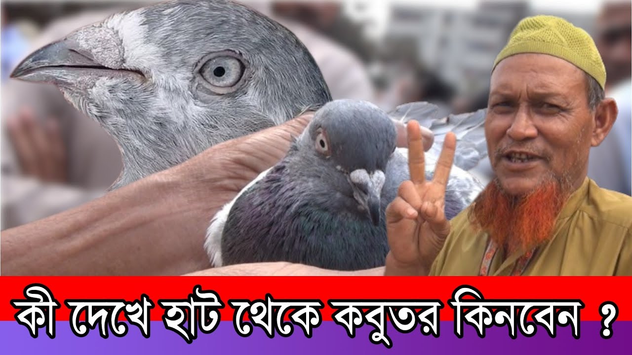 কী দেখে হাট থেকে ভালো মানের কবুতর কিনবেন ?