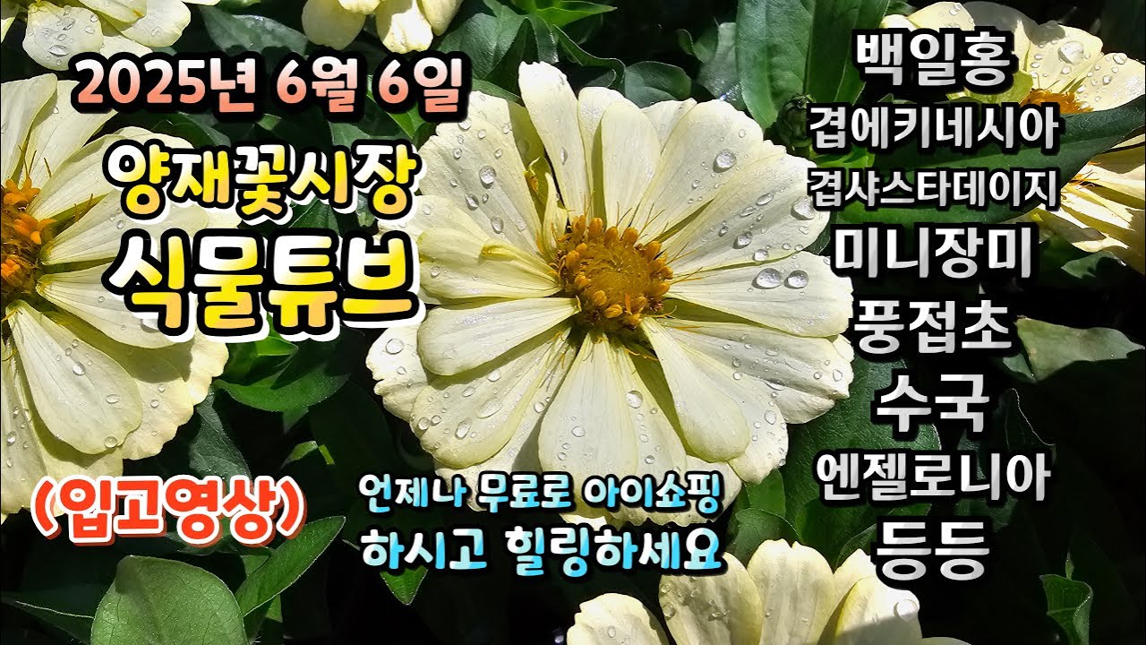 25년 6월 6일 양재꽃시장 식물튜브에는 어떤 식물들이 입고되었는지 함께 시청 하시면서 힐링타임 되시길 바라겠습니다~  #양재꽃시장 #식물튜브 #월동 #관엽 #식물아빠