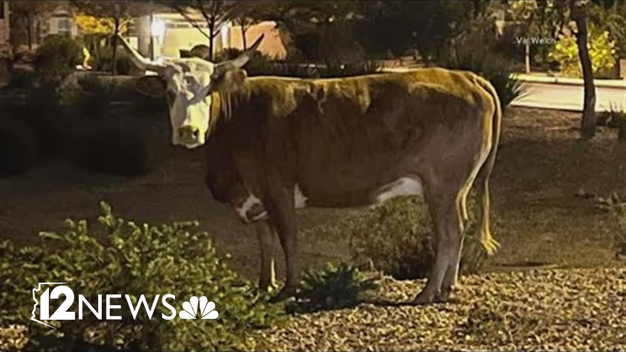 Cows in Gilbert cause a nuisance for neighbors