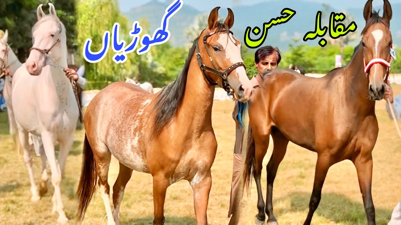Maqabla e Husn Ghodian | Pakistani Local Breed Mares | Desi Mares Beauty Competition Islamabad