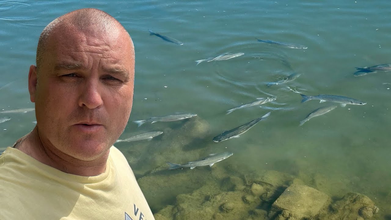 Feeding Frenzy in Denia