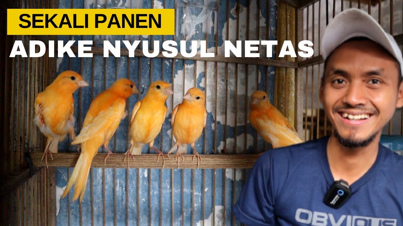 Begitu gampangnya Ternak Kenari Jenis ini.. Baru Panen, Adiknya Menetas lagi