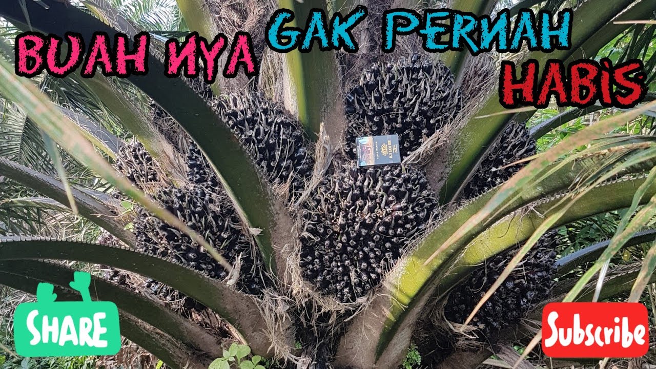 Buah Sawitnya Lebat terus || PPKS Yangambi ditanam pada lahan berair.
