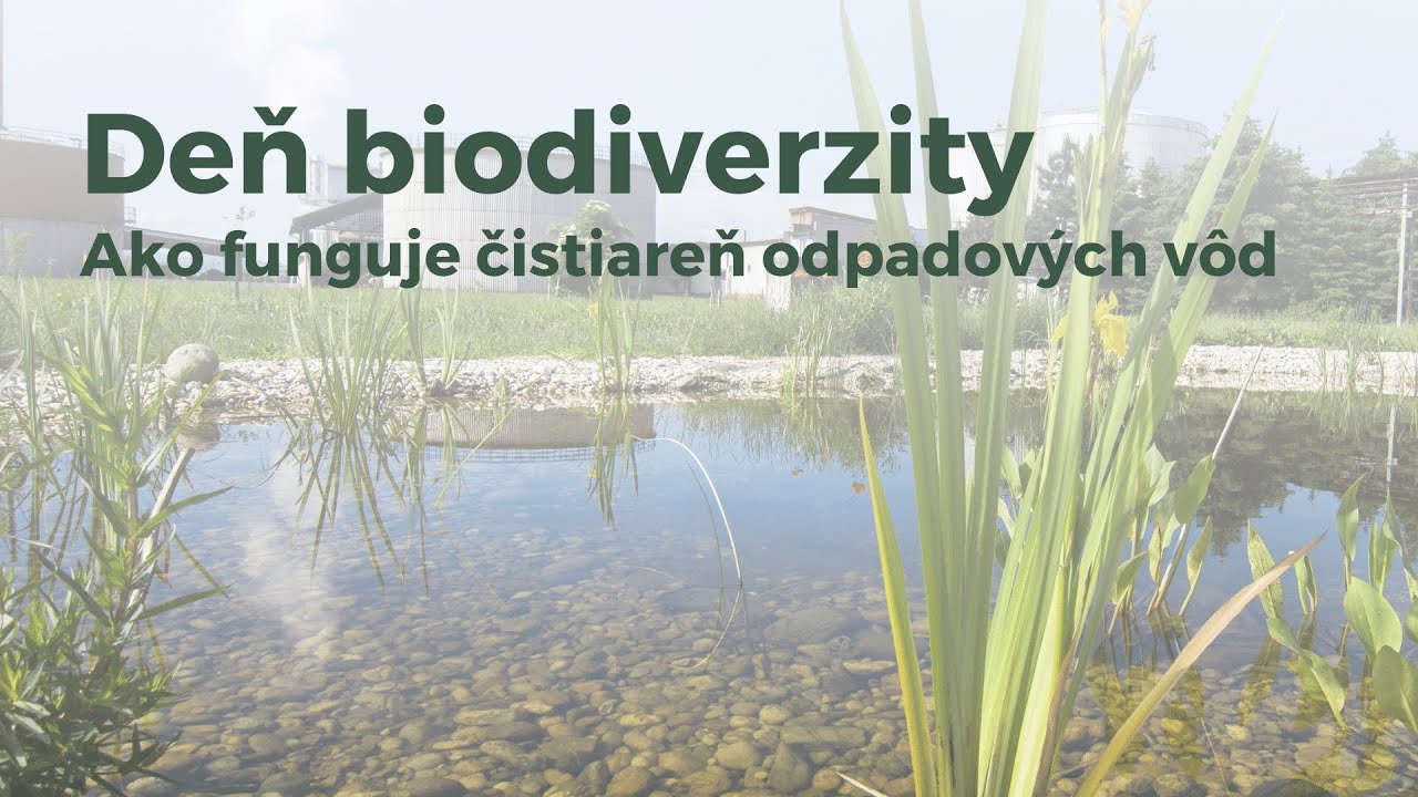 Deň biodiverzity: Ako funguje čistiareň odpadových vôd