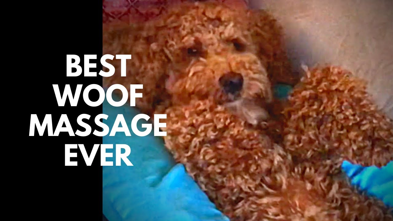 Natural Dog Remedies: Ease Your Dog's Anxiety and Stiffness with Massage - Earth Clinic's Guide