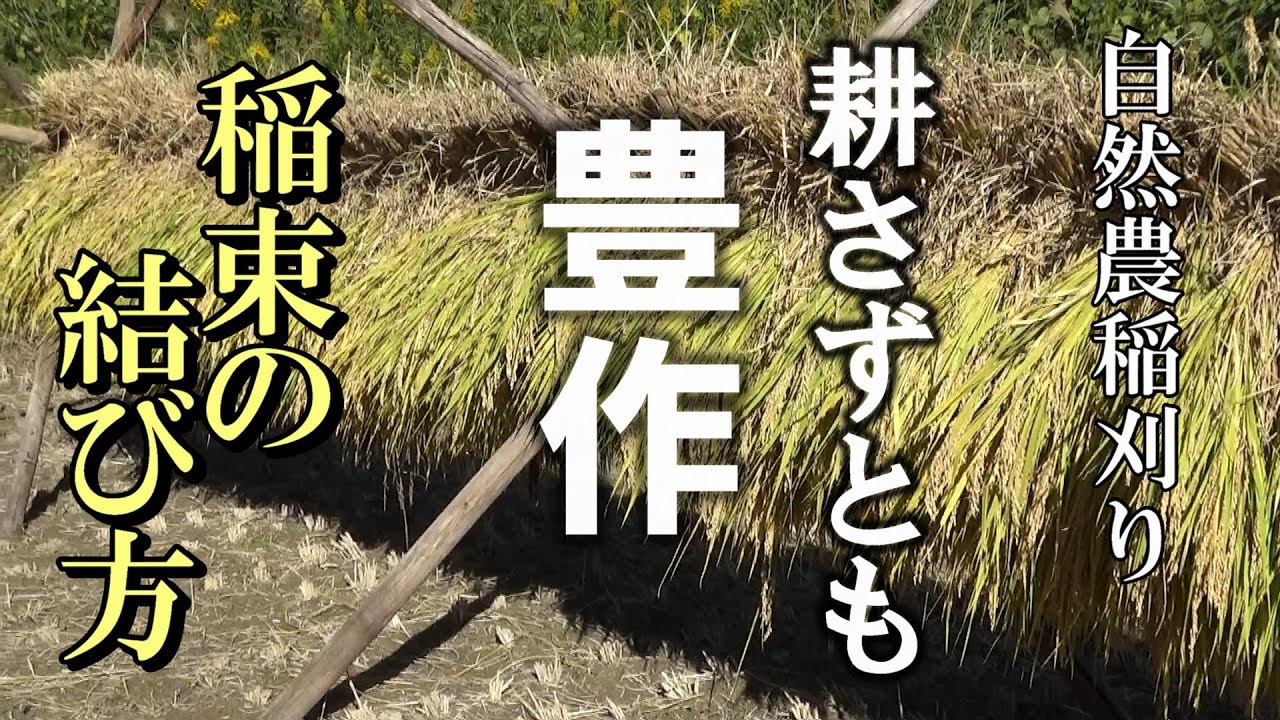 【自然農】耕さずとも「豊作」自然農稲刈り　稲束の結び方　2022年10月29日【natural farming】