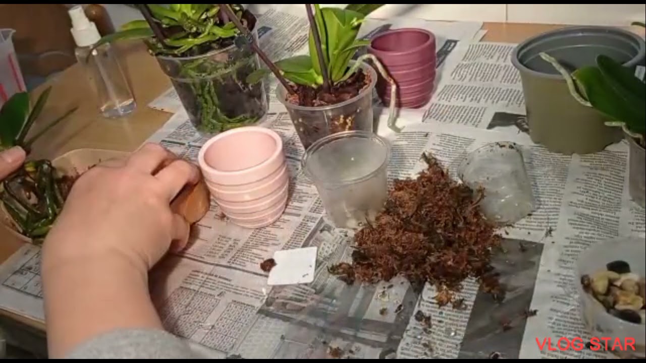 CÓMO TRASPLANTO Y CUIDO MIS MINI PHALAENOPSIS,  2° PARTE