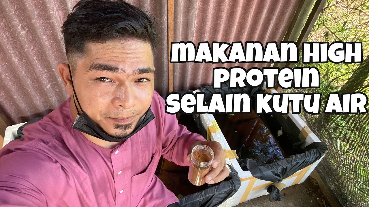 Makanan ikan laga umur 1 bulan yang bagus selain kutu air