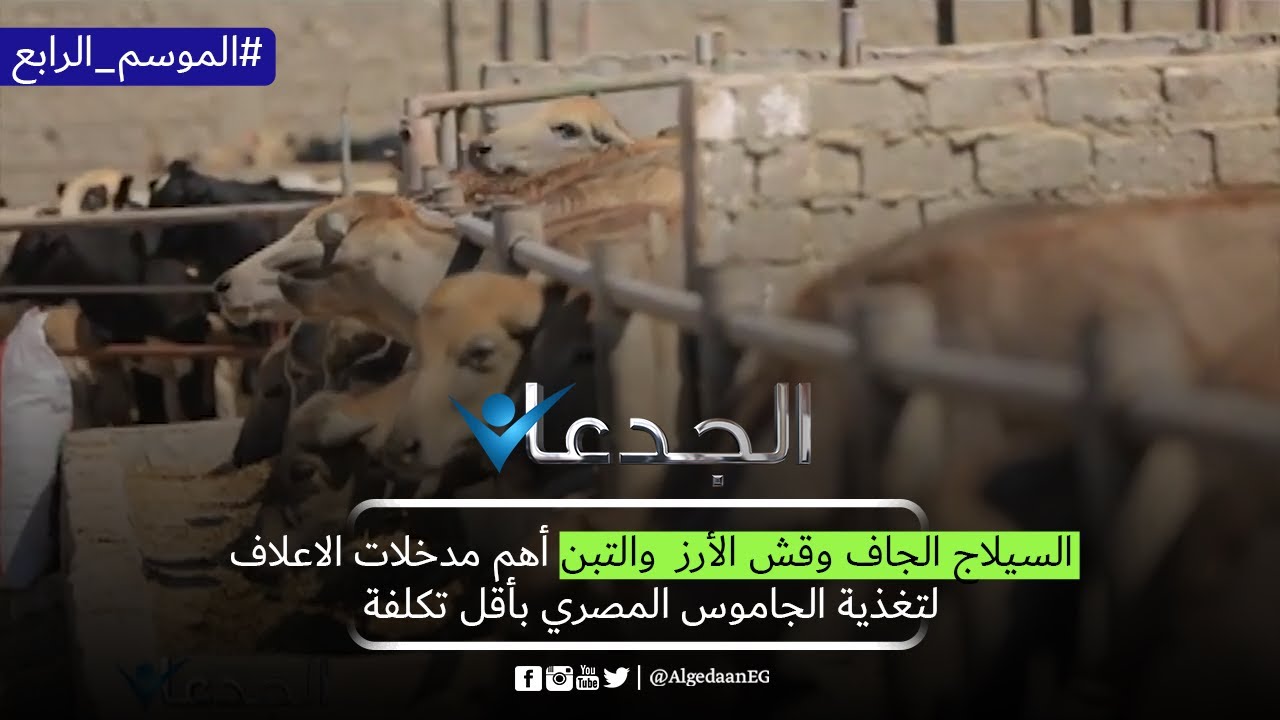السيلاج الجاف وقش الأرز  والتبن أهم مدخلات الاعلاف لتغذية الجاموس المصري بأقل تكلفة