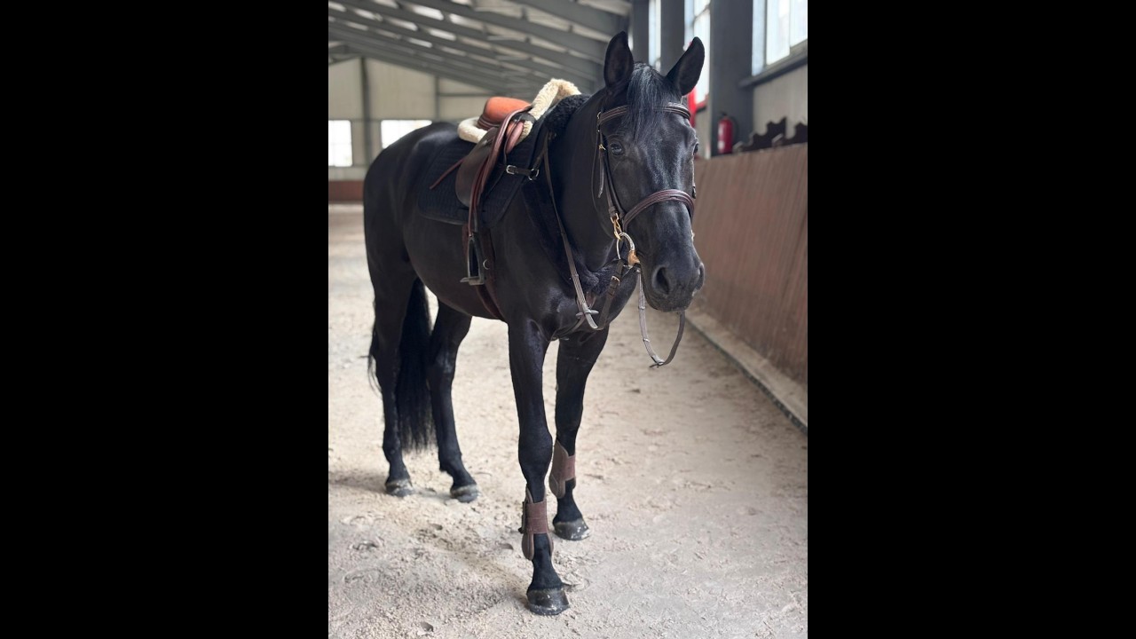 5yo gelding, Nekton (Nimmerdor) x Candillo