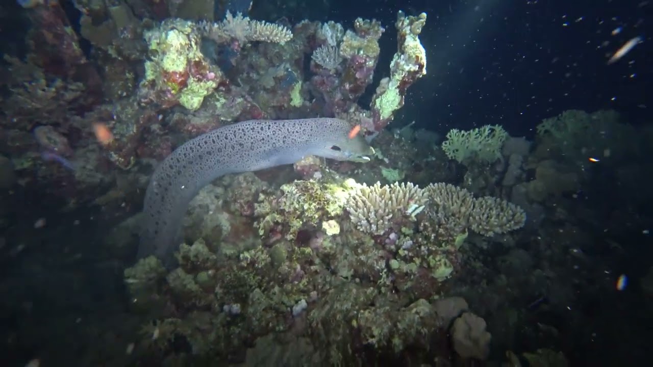 MORAY ATTACKS