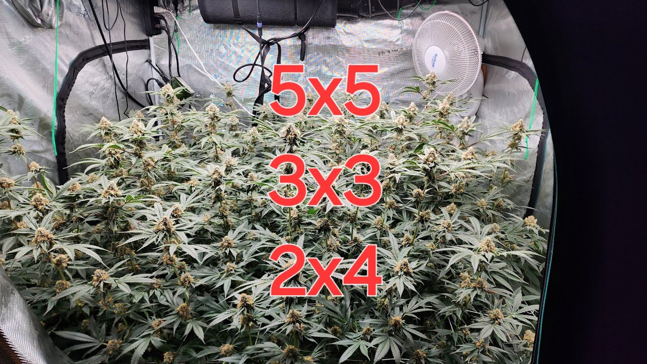 5x5 3x3 & 2x4.  Zp Strains Dope boy, Zoap & Runtz Buttonz. Hlg 250 Veg pro. Hlg scorpion diablo.