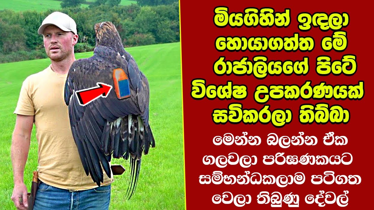 ඔබ මේවා දකින්නේ ජිවිතේ පළමු වතාවට EP:296