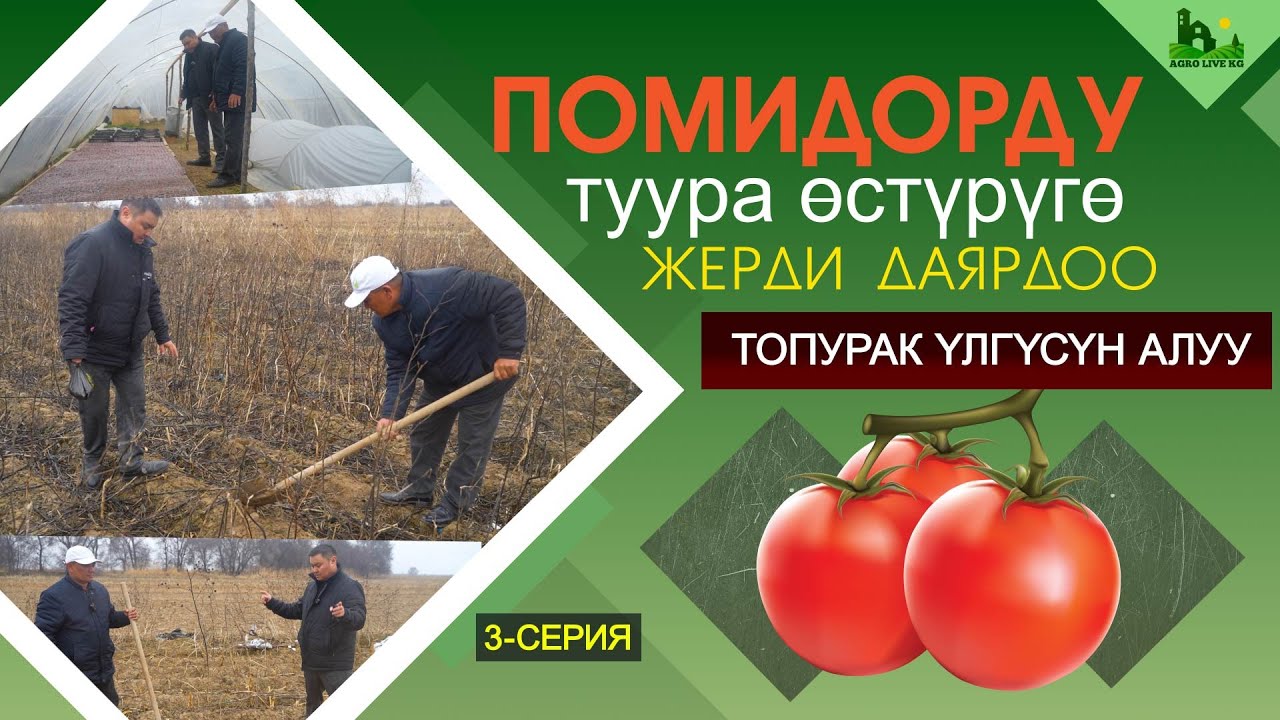 Помидор өстүргөнгө жерди туура даярдоо иштери. Топурактын үлгүсүн туура алалабыз. ПОМИДОР 3-Серия