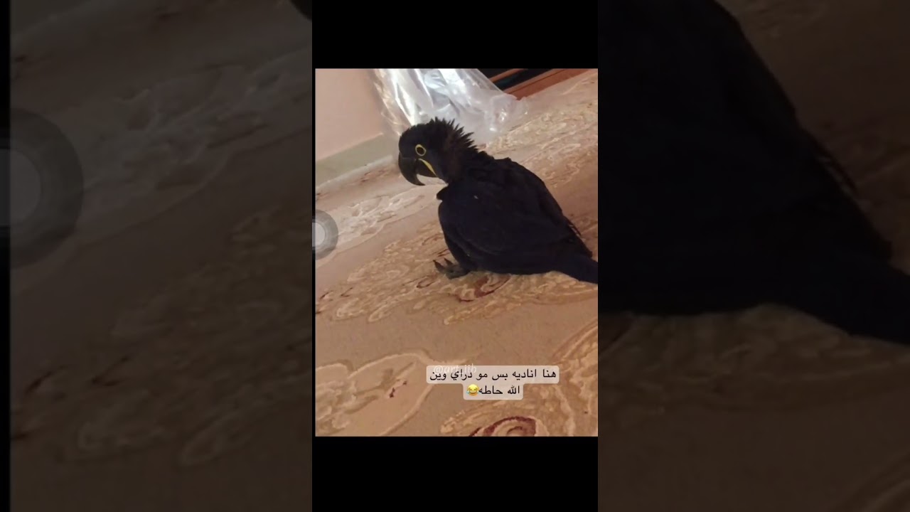 مراحل نمو ببغاء #الهايسنث مكاو . ماشاءالله تبارك الله