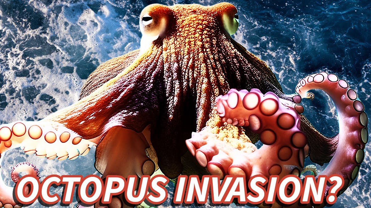 DISASTER! Are Octopus Destroying The Lobster & Crab Stocks in the UK?