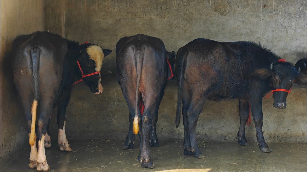 4 Heifers For sale, 4 ਝੋਟੀਆਂ ਵਿਕਾਊ 