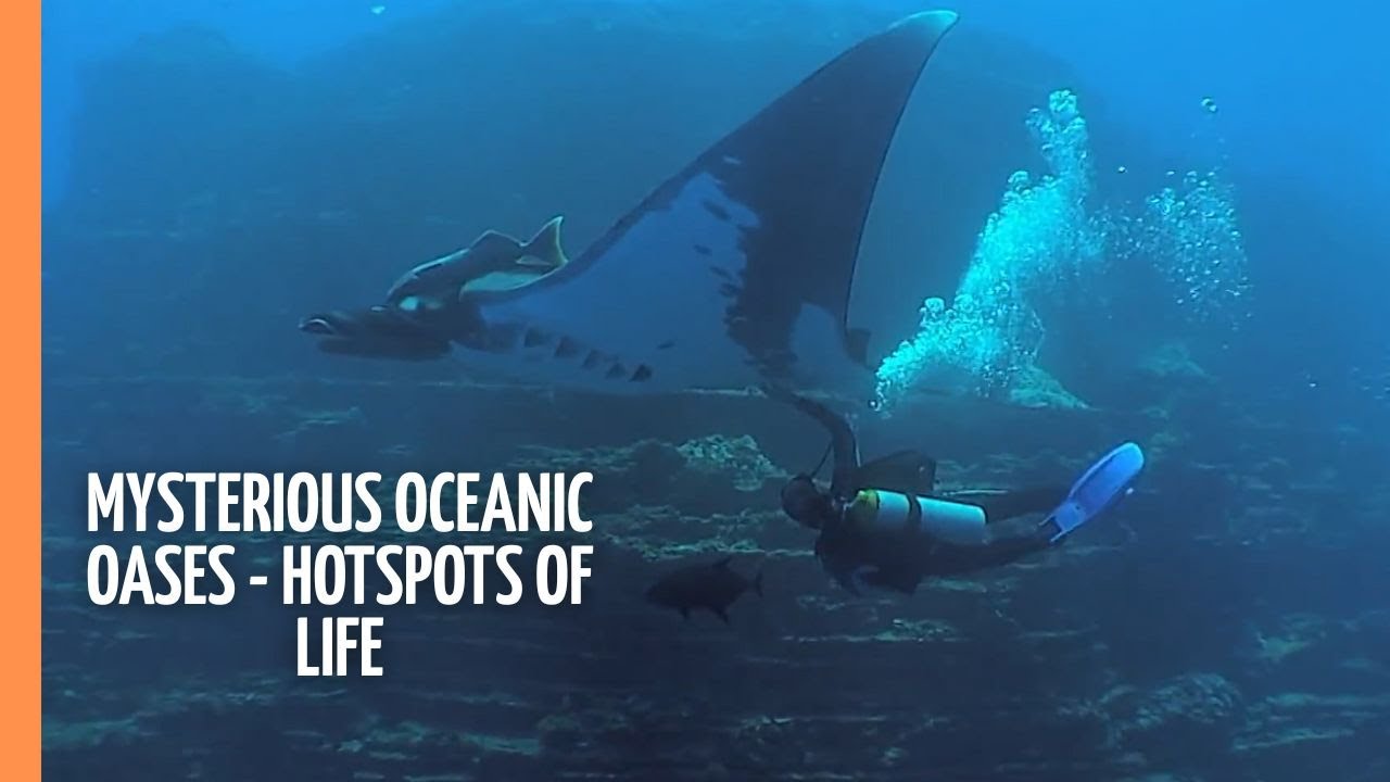 Mysterious Oceanic Oases - Hotspots of life | Full Documentary