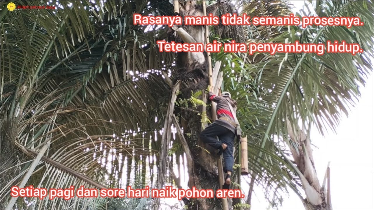 Menyadap air nira part.2 l tetesan air nira penyambung hidup
