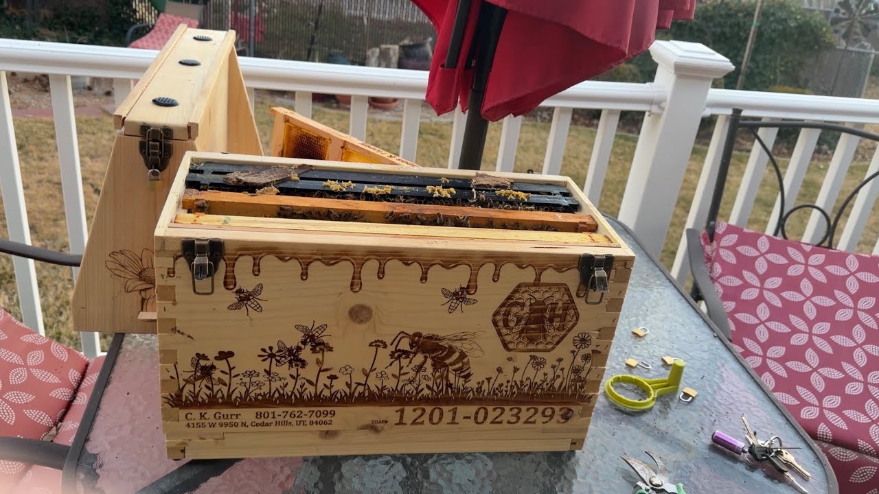 Opened the observation hive to check their status 