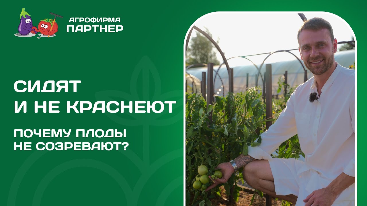 ПОЧЕМУ ПЛОДЫ НЕ СОЗРЕВАЮТ? Давайте разбираться!