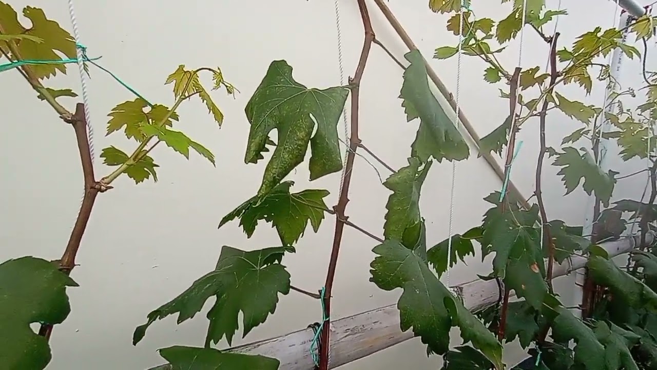 Ini Cara Pangkas Pembuahan Varian Julian @petani.milenial2021