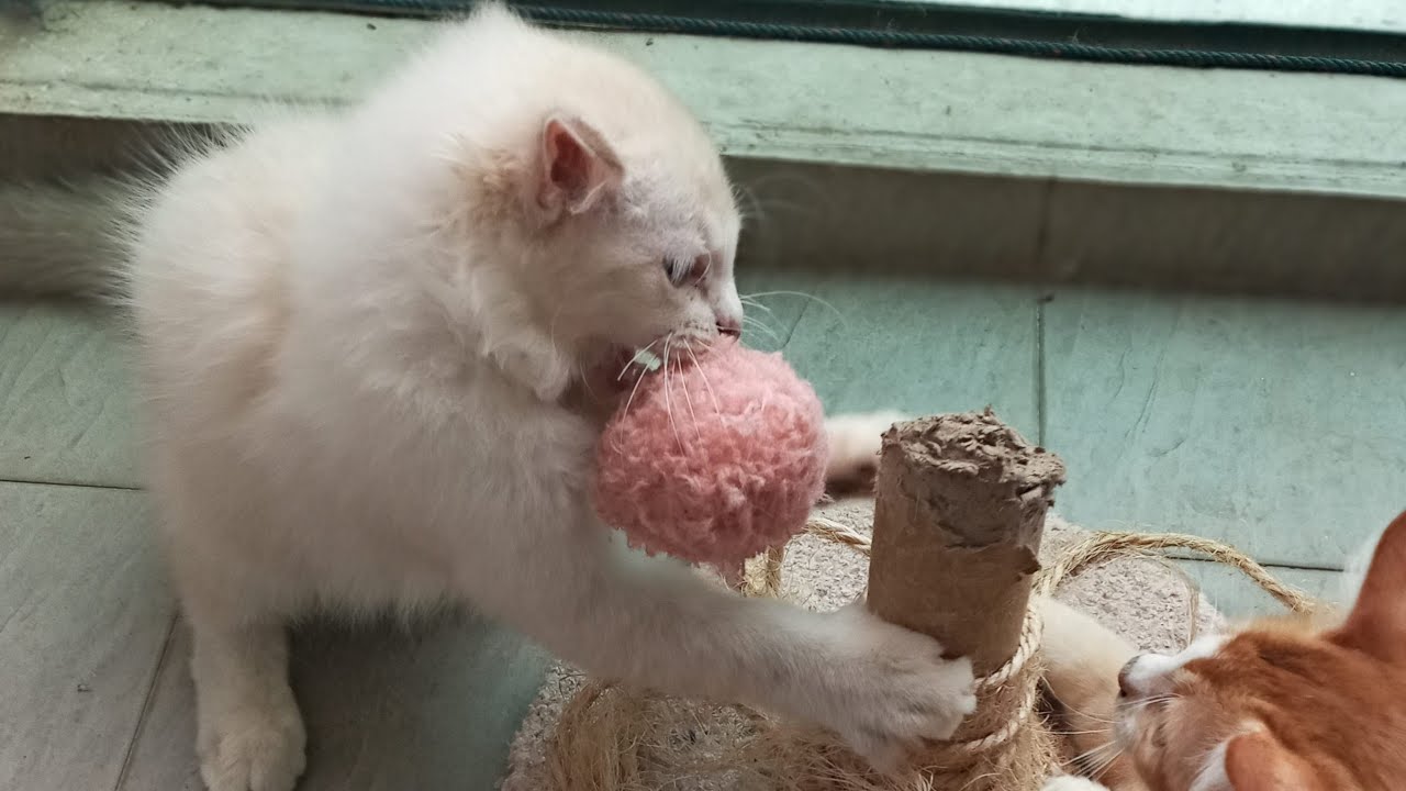 Time Machine Cats !!!! Longest Daily Cat's Story