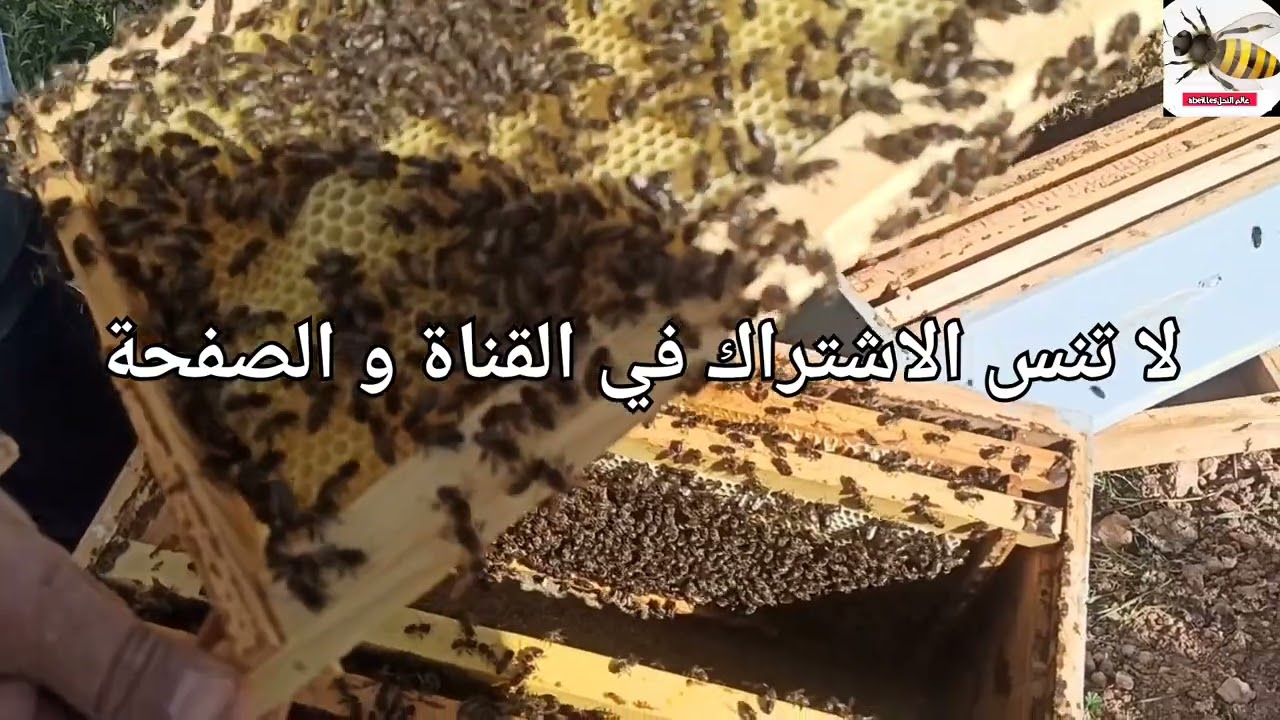 وضع العاسلة لخلية نحل مكتظة ناجحة 100/100 سنة 2024