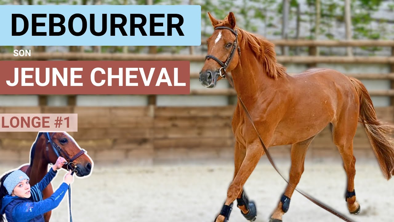 DÉBOURRAGE D’UN JEUNE CHEVAL EN LONGE - COMMENT FAIRE ? ✅