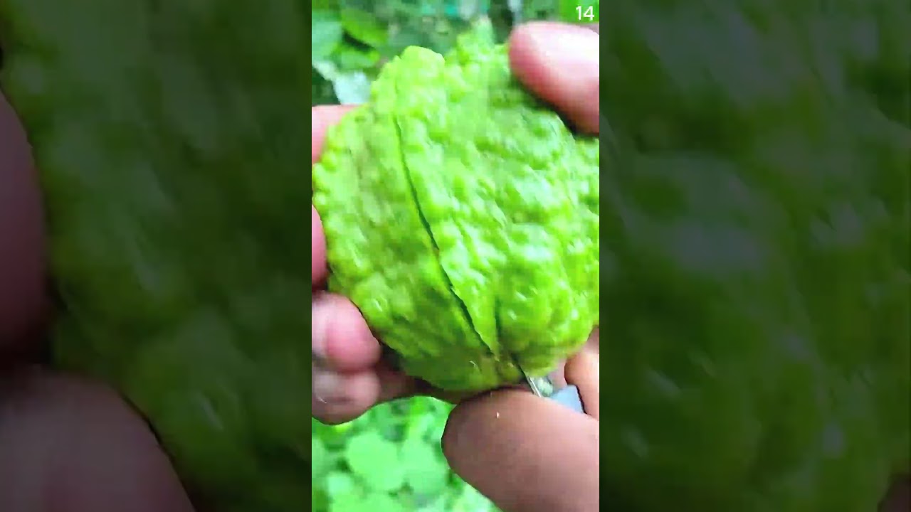 Ide cerdas sederhana petani panen jambu klutuk yang sangat memuaskan #shorts