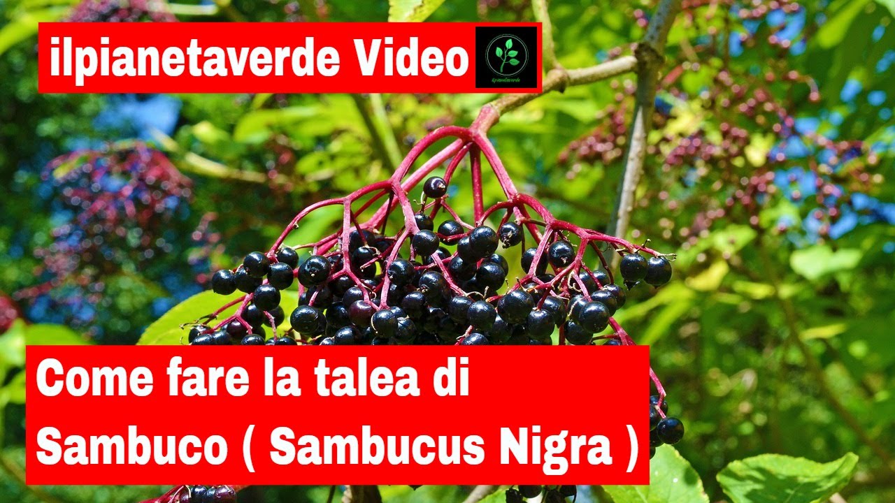 Come riprodurre per talea il Sambuco  ( Sambucus Nigra )