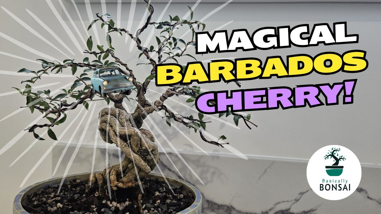 Magical Barbados Cherry  Bonsai Repot and Wiring Jan 2024