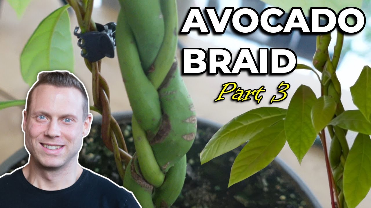 My Avocado Braid Project - Part 3