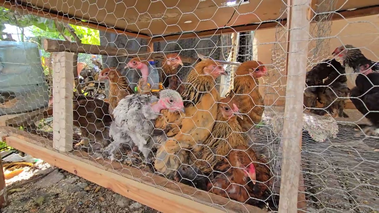 Pollos Brahma con Criollos 